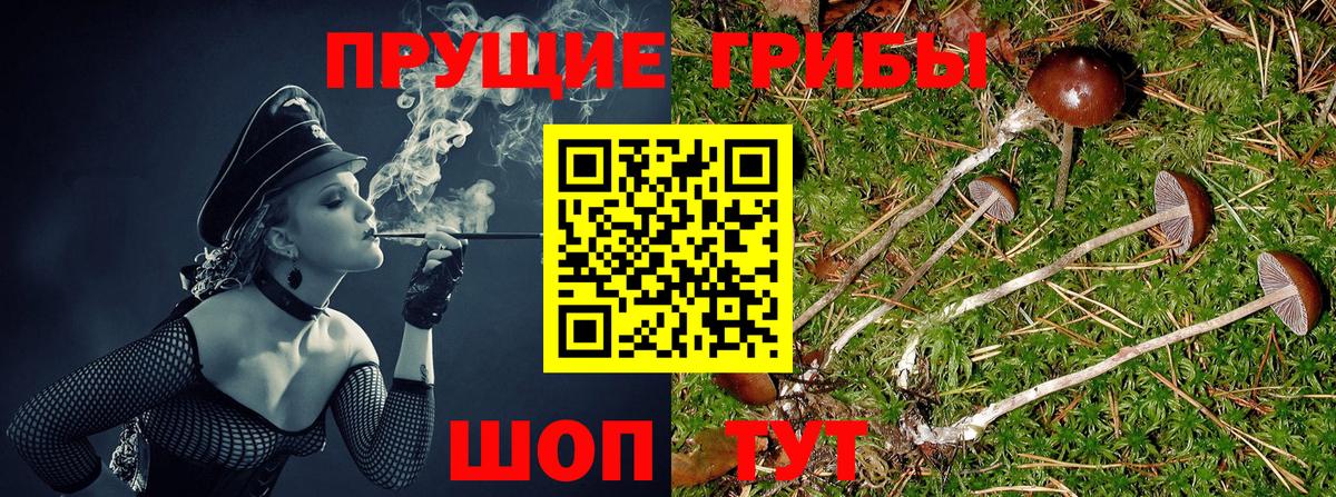Псилоцибиновые грибы прущие грибы Усть-Лабинск